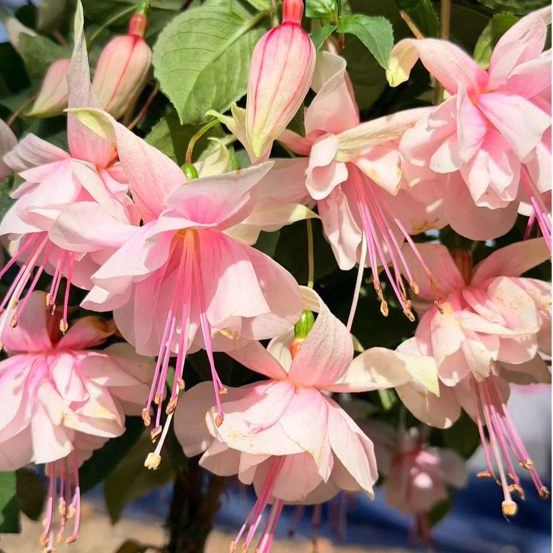 欢乐假日棒棒糖灯笼花盆栽 耐热花量大易爆盆  多季节开花 易养护