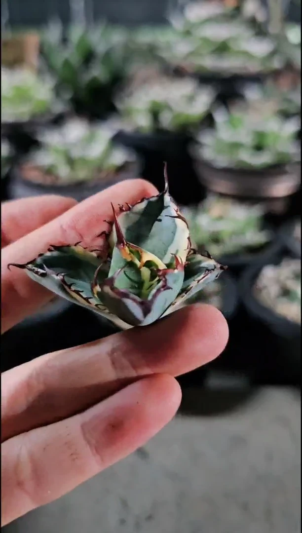 【蓝鲸 覆轮锦】顶芽 (直播竞拍 基因保证非组培)