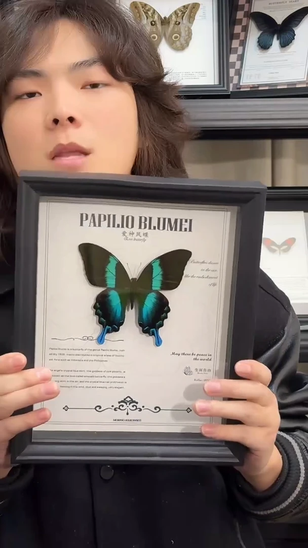 玻璃真实蝴蝶标本