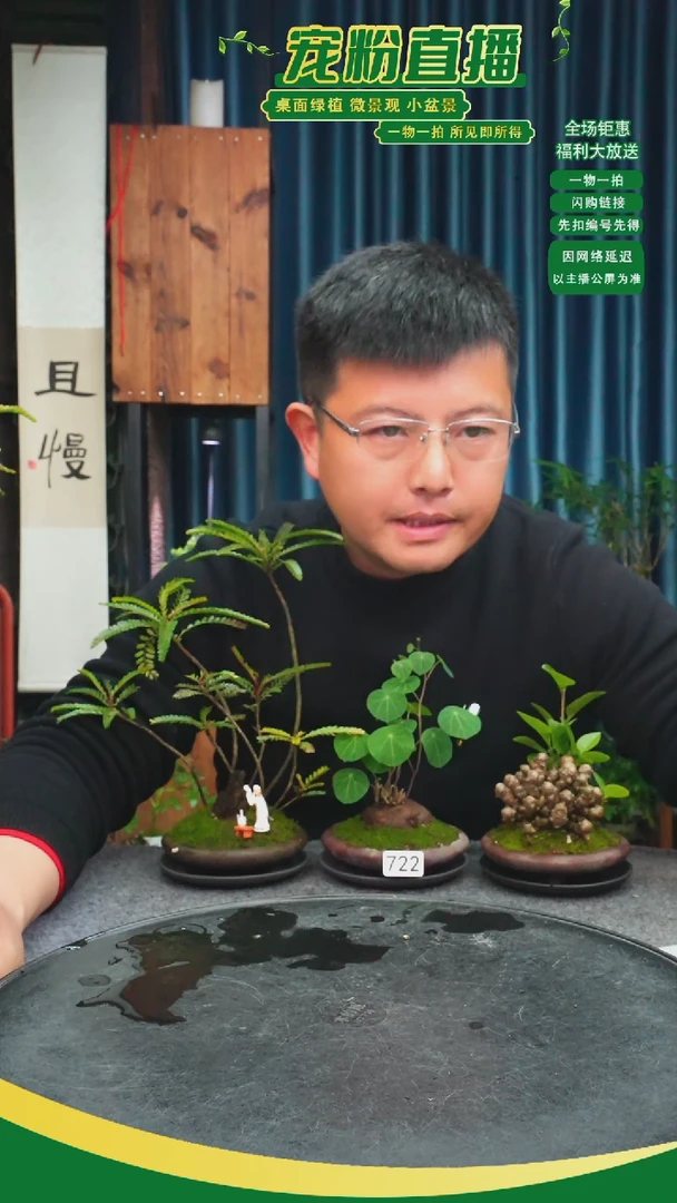 无花朵木****）苔藓微景观722号