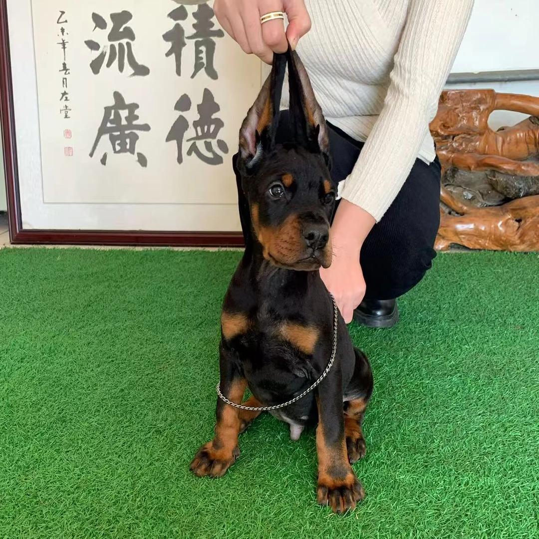 【CKU佳帝杜宾犬】幼犬活体保健康