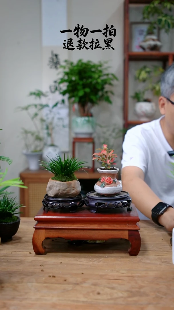 完全开放彬*菖蒲+网纹草420