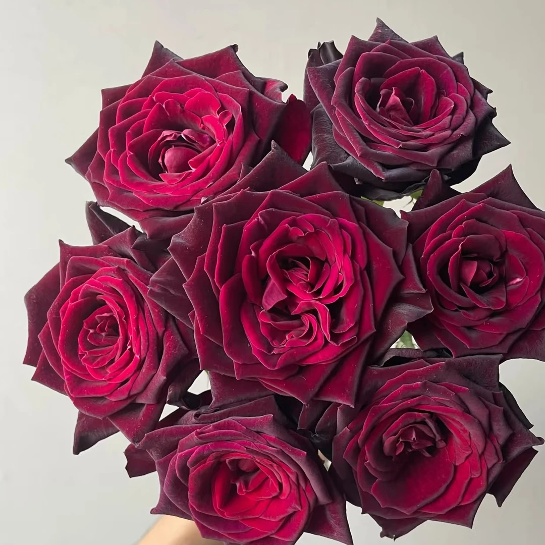 A级单玫：黑巴克玫瑰1扎/10枝约70cm（1单不售后，2单顺丰冷链包邮）