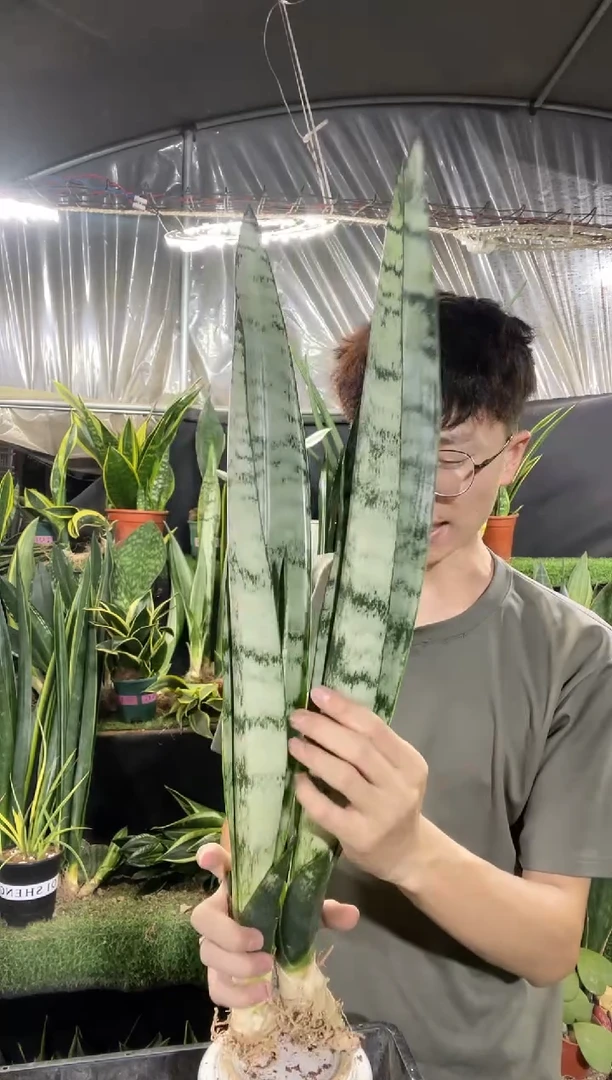 硬叶银麦裸根2棵20