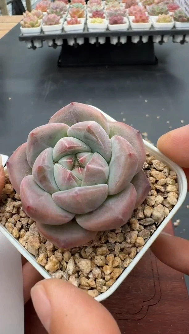 413N带盆土发(6.5cm杯） 当场拍3颗以上包柚 多肉植物 一物一拍