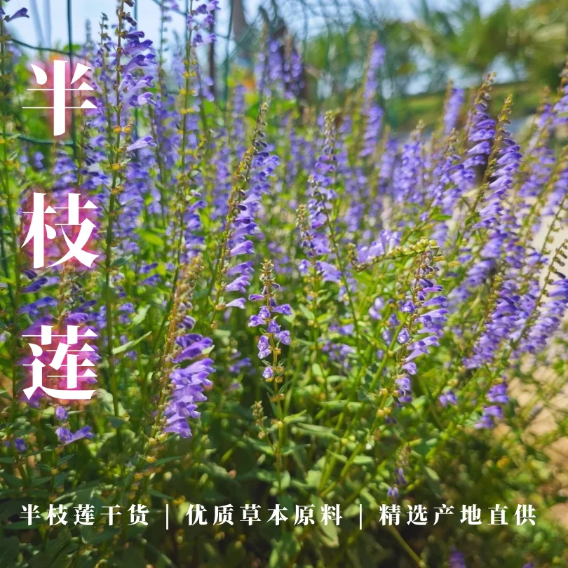 正宗农村【半枝莲】500g精选广东农村半枝莲全草自然干无硫品质保障