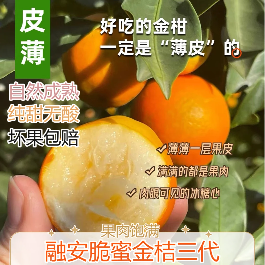 正宗（广西融安三代脆蜜金桔）纯甜无酸连皮带肉吃新鲜采摘果园直发