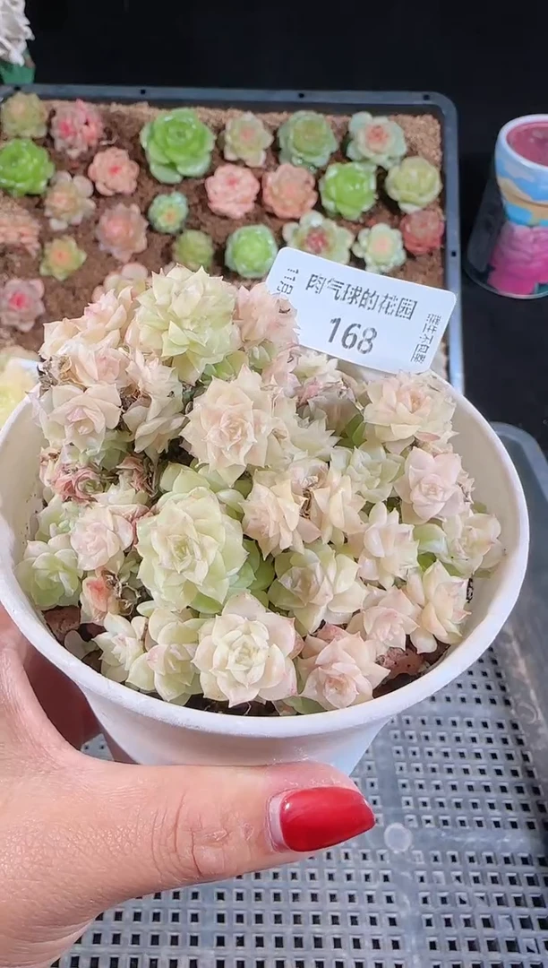 1115-168群生不包整