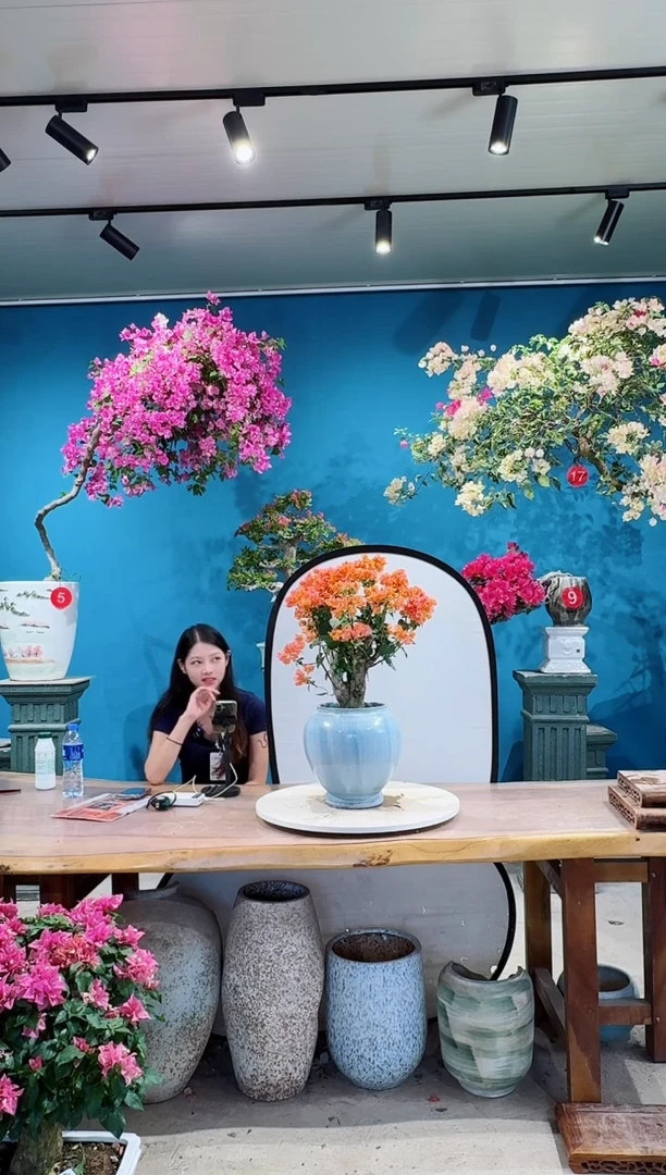 全部花朵爱马仕橙三角梅