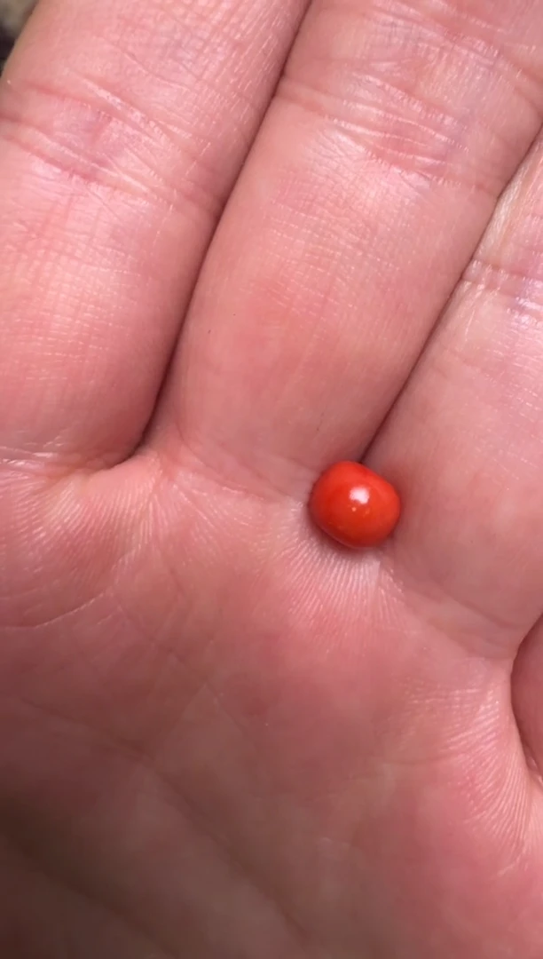 【闪购商品】贝壳吊坠老型珠配饰