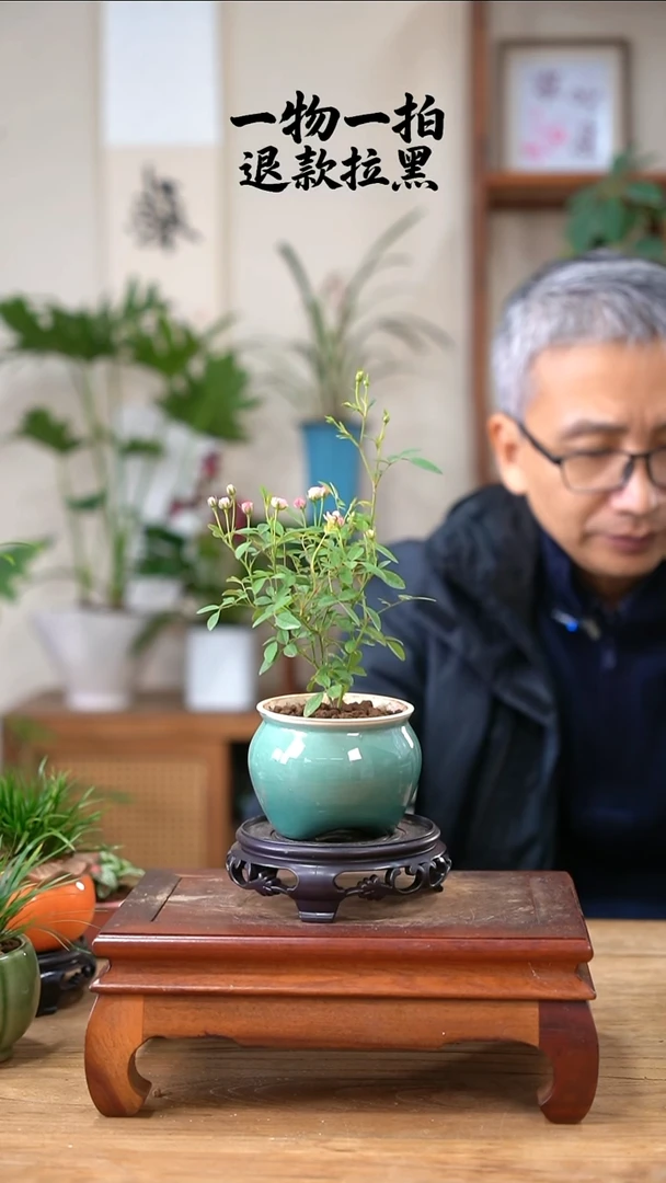 完全开放展**飞月季980