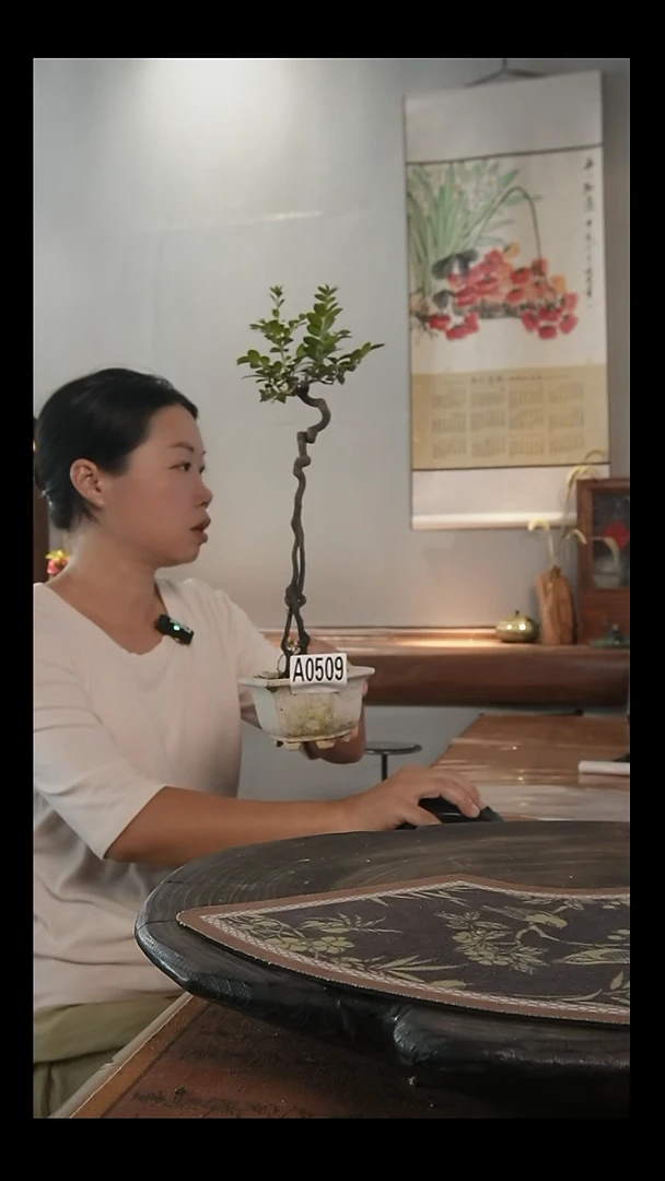 当前无花栽培后可以开花A0509 黑骨茶陶瓷盆