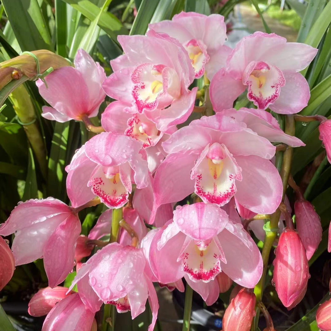 粉色大花蕙兰 【爱恋】 云南基地直发