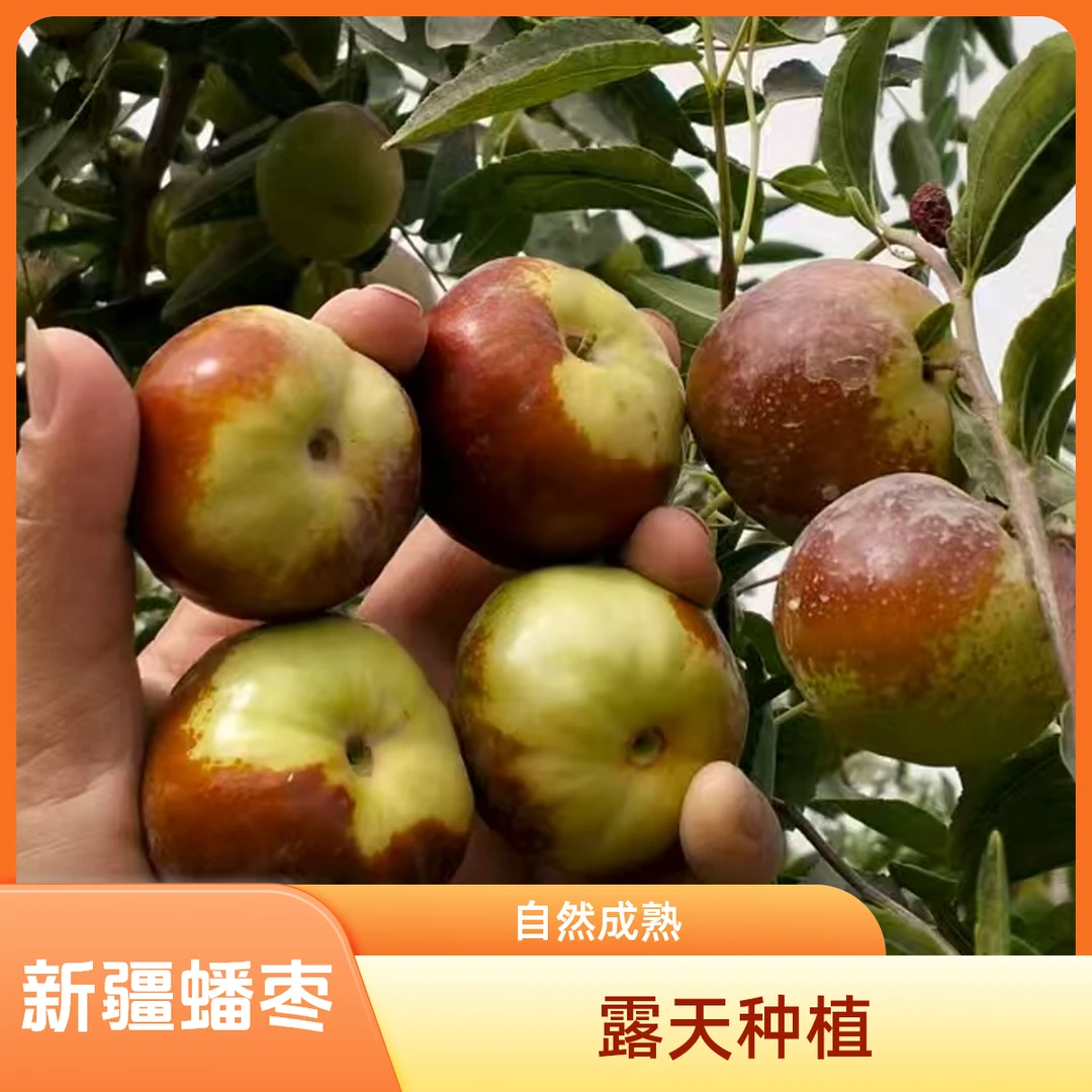 【脆甜不多汁蒸着更好吃】新疆蟠枣原产地直发鲜枣