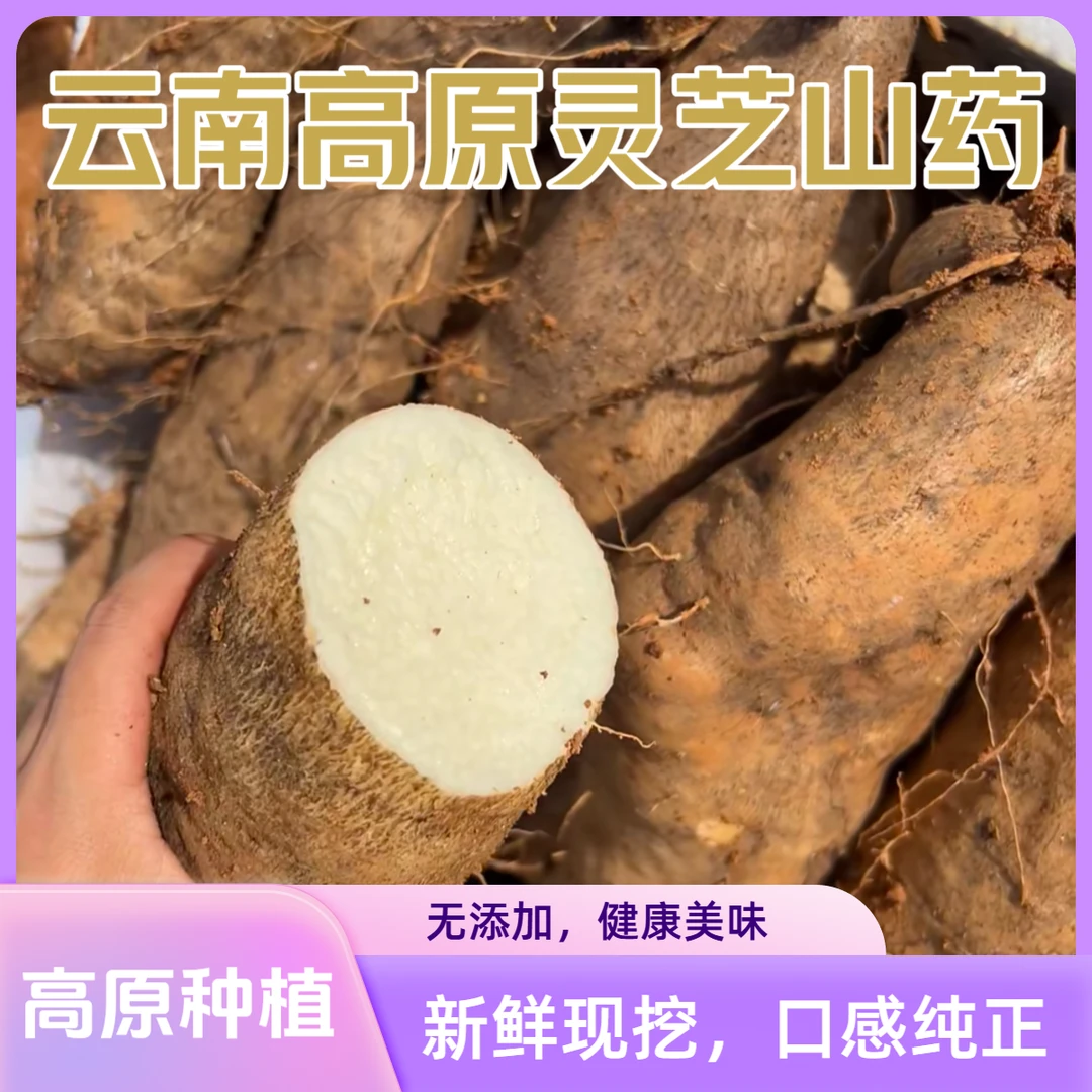 云南高原灵芝山药新鲜现挖红土地种植红土地生态种植