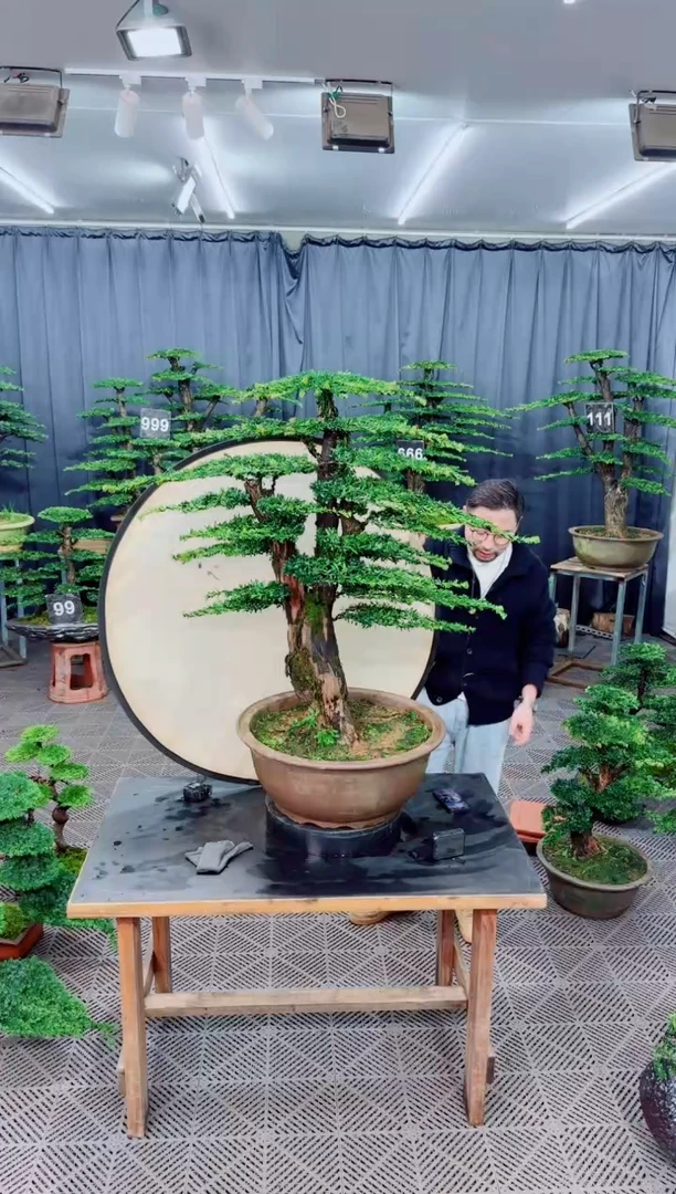 无花朵盆景.....