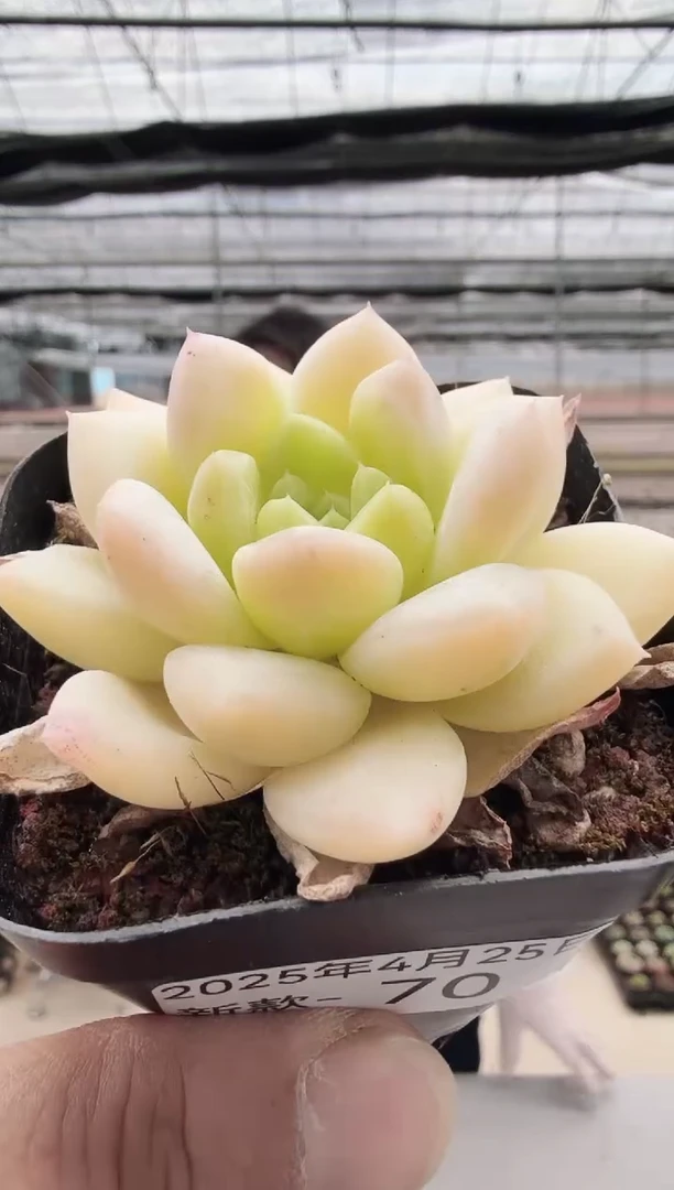 东云多肉园新款-70