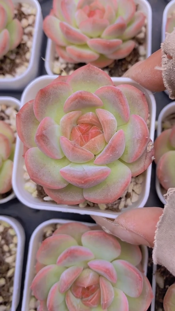 B117-晴心(量拍）