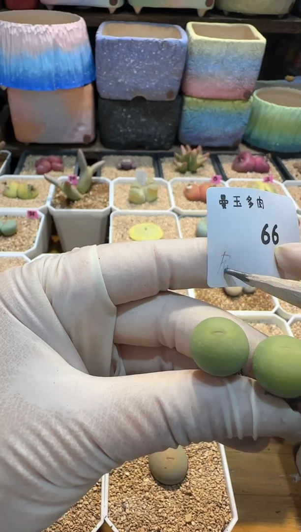 【闪购商品】25.3.3-66吧啦