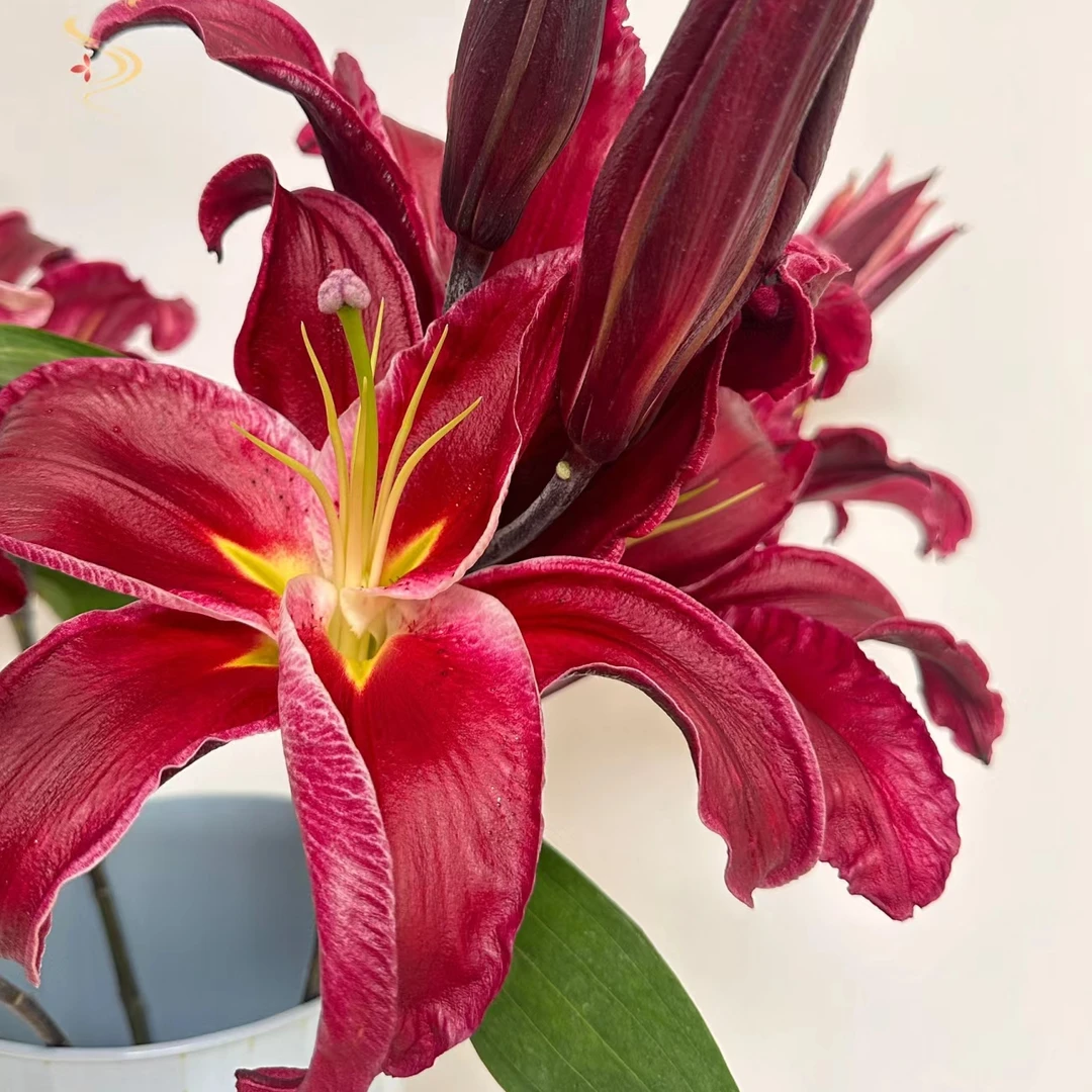 红色系/香水百合【5°以下需拍保温棉，否则冻坏不售后】