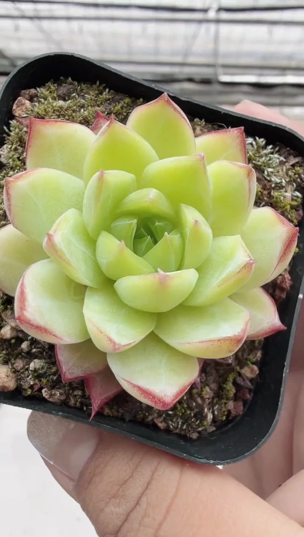 东云多肉园新款-68