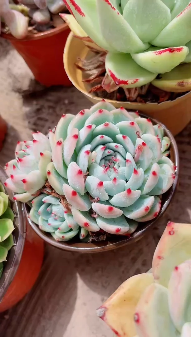 17341多肉植物一物一拍
