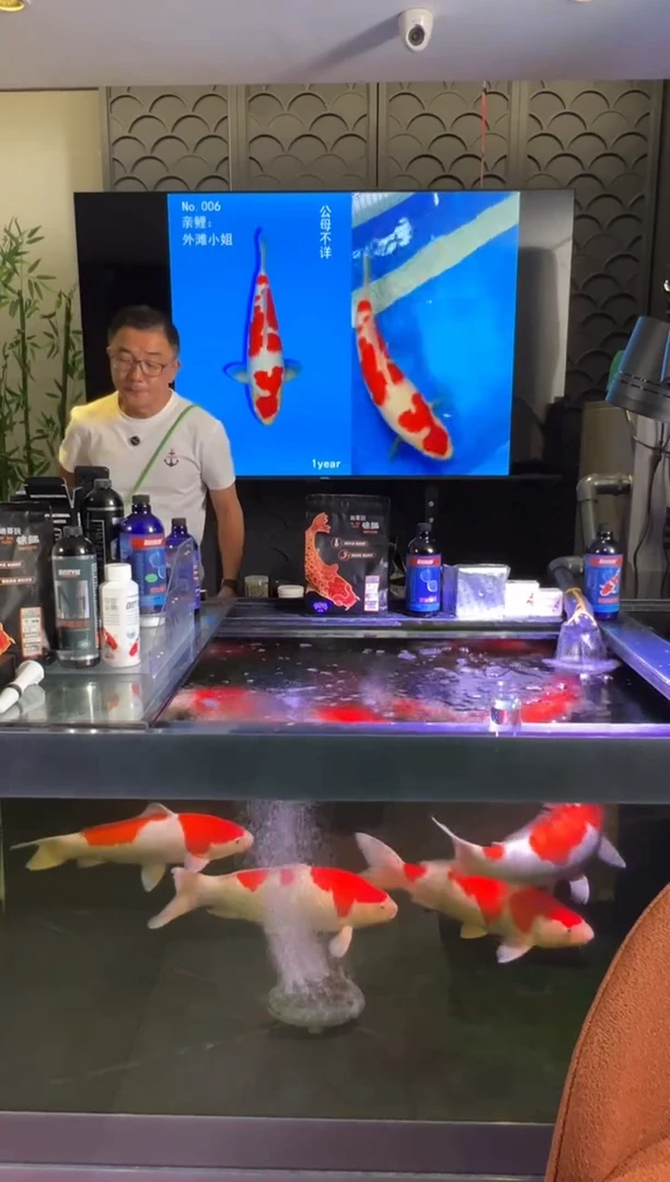 锦鲤用****26号锦鲤红白鱼 闪购