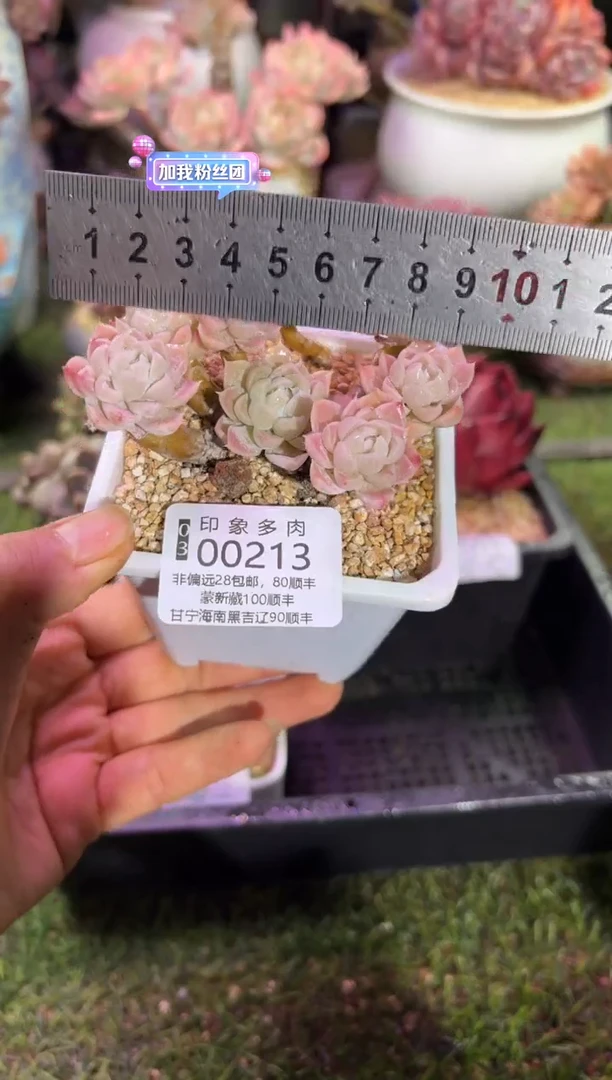 【闪购商品】00213