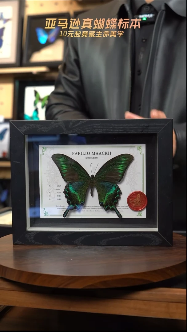 绿带翠凤蝶夏型8寸黑框国风版