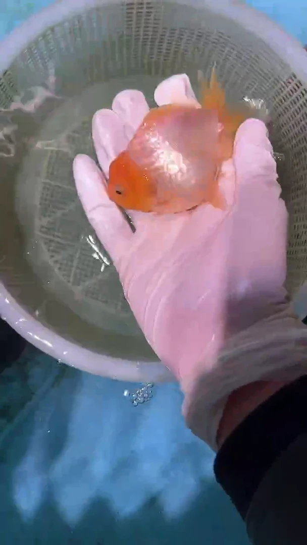 金鱼2单包邮  售后开箱视频