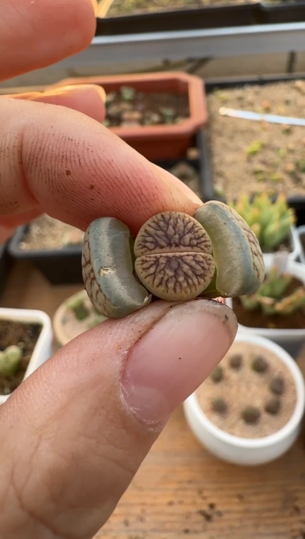 【闪购商品】7-564