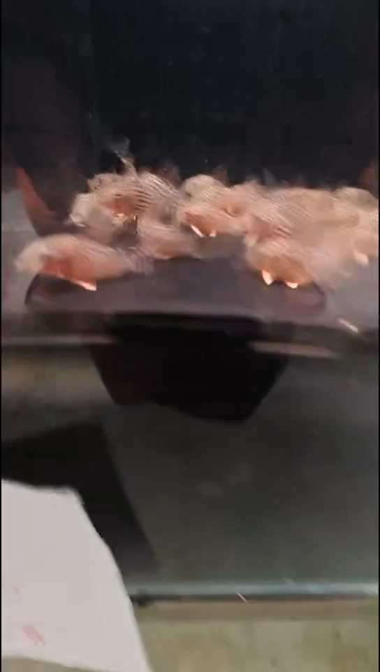 鼠鱼中通快递  茉莉豹+金翅珍珠鼠各两只尺寸2.8-3厘米