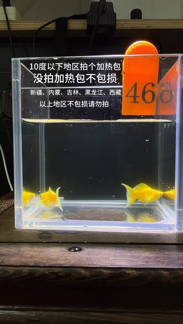孔雀鱼黄金玛丽球编号46