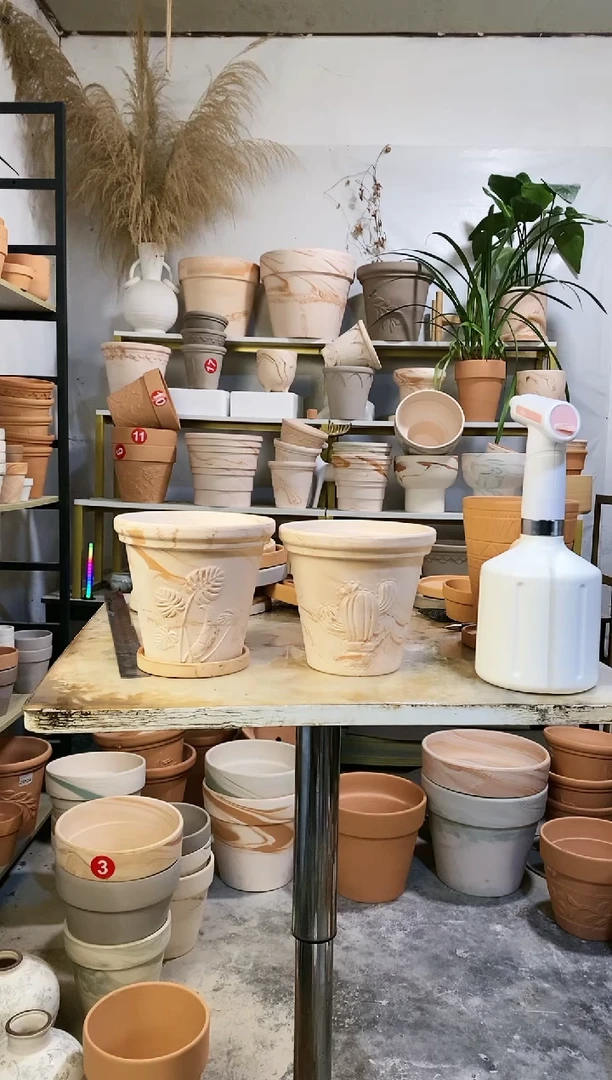 16*15玛奇朵龟背竹+仙人掌 2盆2托