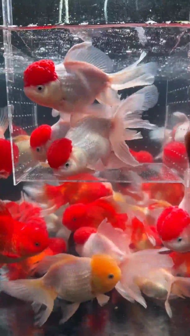 金鱼鸿运当头3条{无开箱视频不售后}