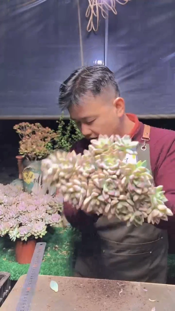 161淡雪缀化一物一拍