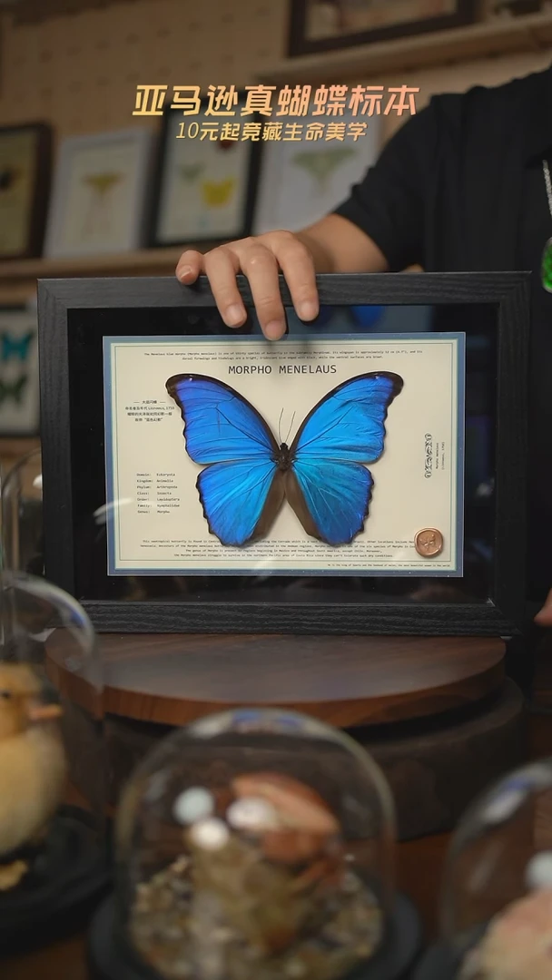 大蓝闪蝶新版本A4横版