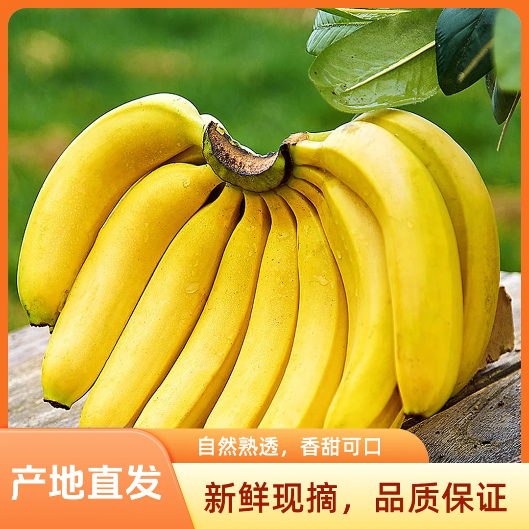 高山甜香蕉香甜软糯自然熟芭蕉包邮水果产地直发当季新鲜水果