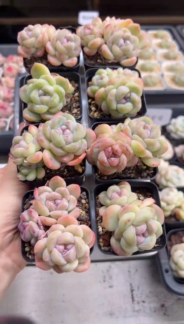 【闪购商品】太妃糖双头起一颗