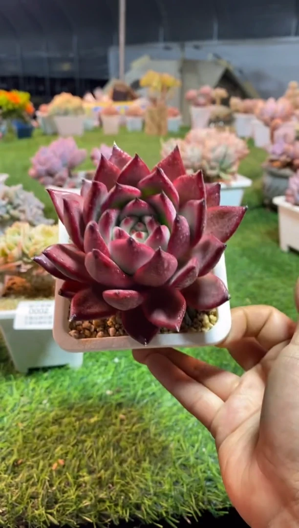 【闪购商品】0006a