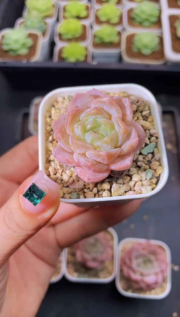 8304 水晶琥珀 量拍随机发一个