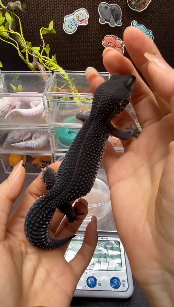 豹纹守宫鳞与尾 Scale Tail 爬宠黑夜母