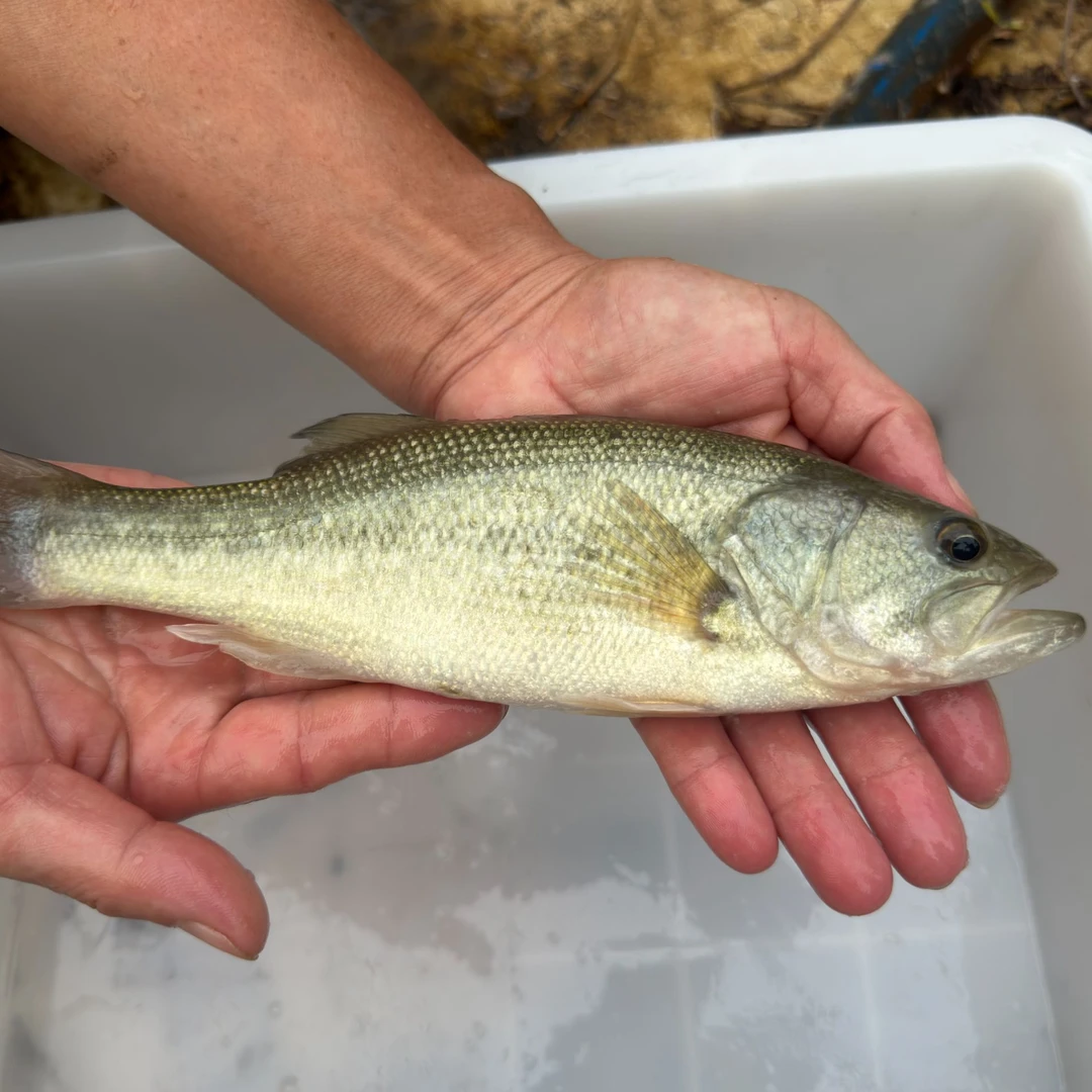 加州鲈鱼 鲈鱼 大口鲈鱼 黑鲈 路亚鲈淡水观赏鱼水族