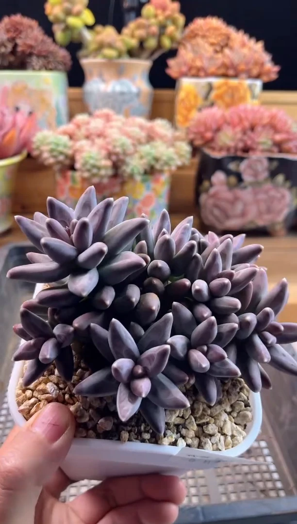 【闪购商品】2.14-35乌拉克拉