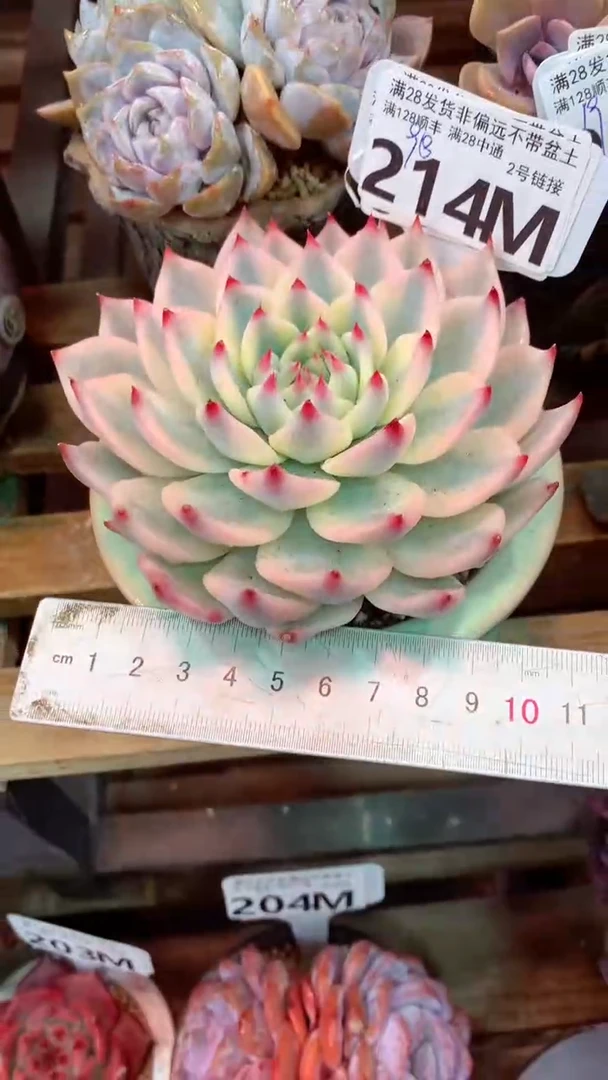 214M（一物一拍，精品多肉，所见即所得 ）