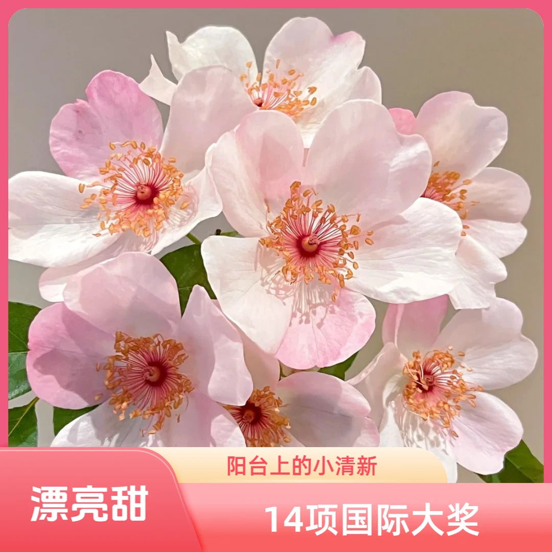 黑哥的花园小清新漂亮甜月季丰花单瓣花获​​14项国际大奖耐热耐晒