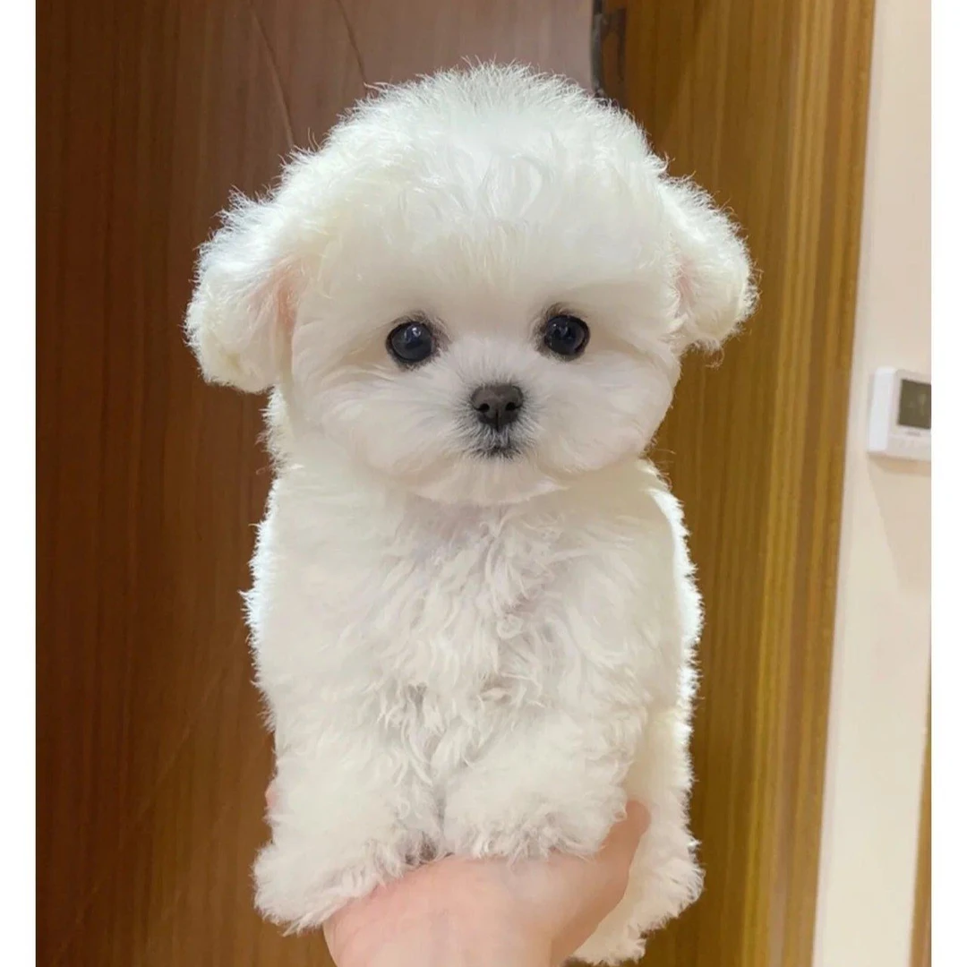 宠物狗狗活体全款链接