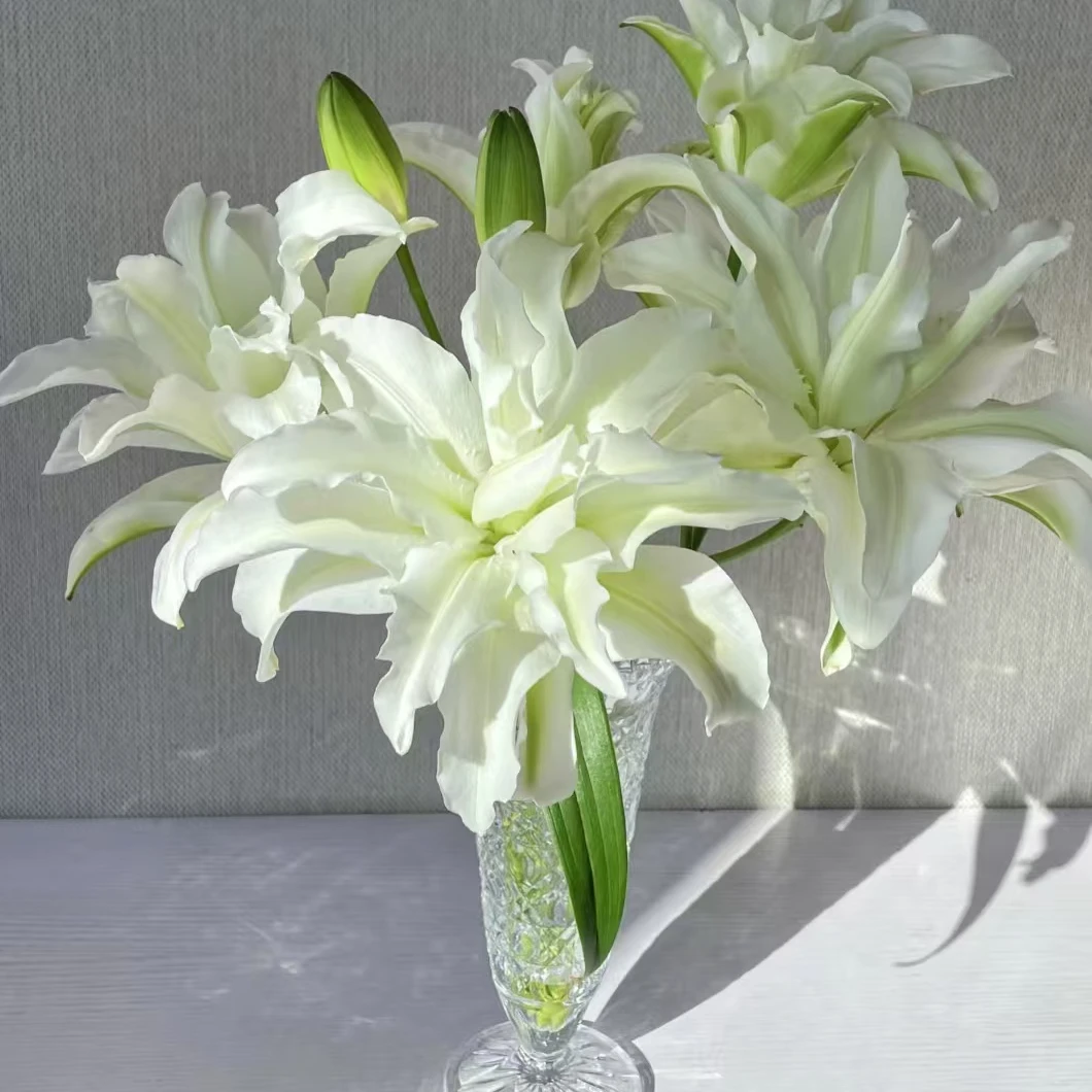 [艾莎公主]重瓣香水百合