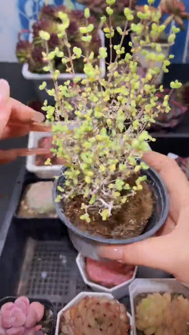 【闪购商品】359枝干番杏