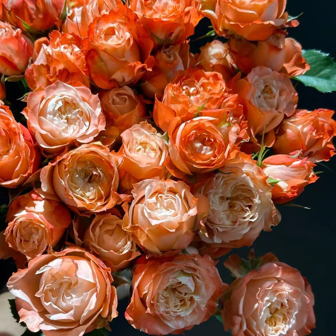 【一品花集】【彤云】稀有多头玫瑰